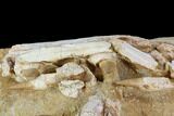 Mosasaur Jaws (Platecarpus) - Exceptional Preparation #110020-10
